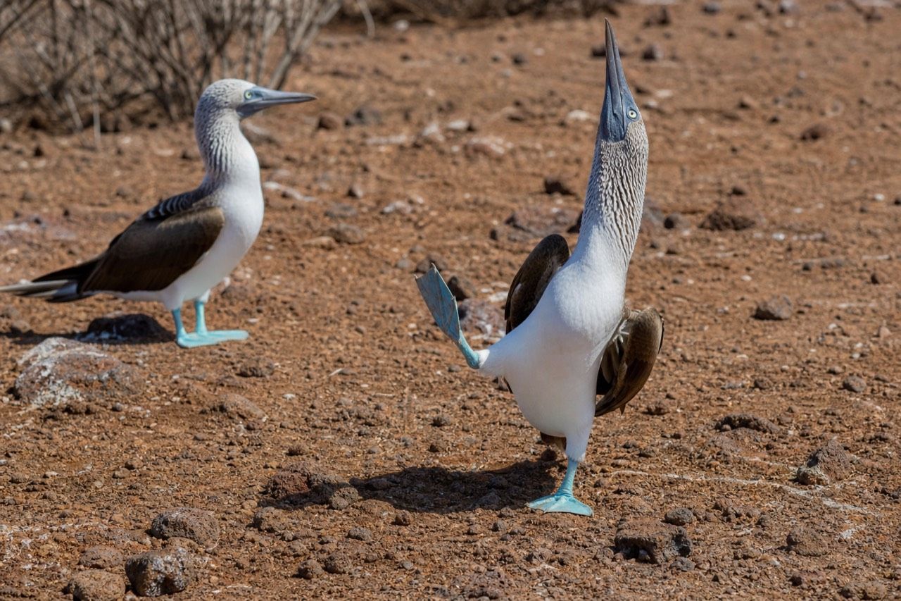 Blue-footed booby standing on lava rock with one bright turquoise foot lifted in courtship display