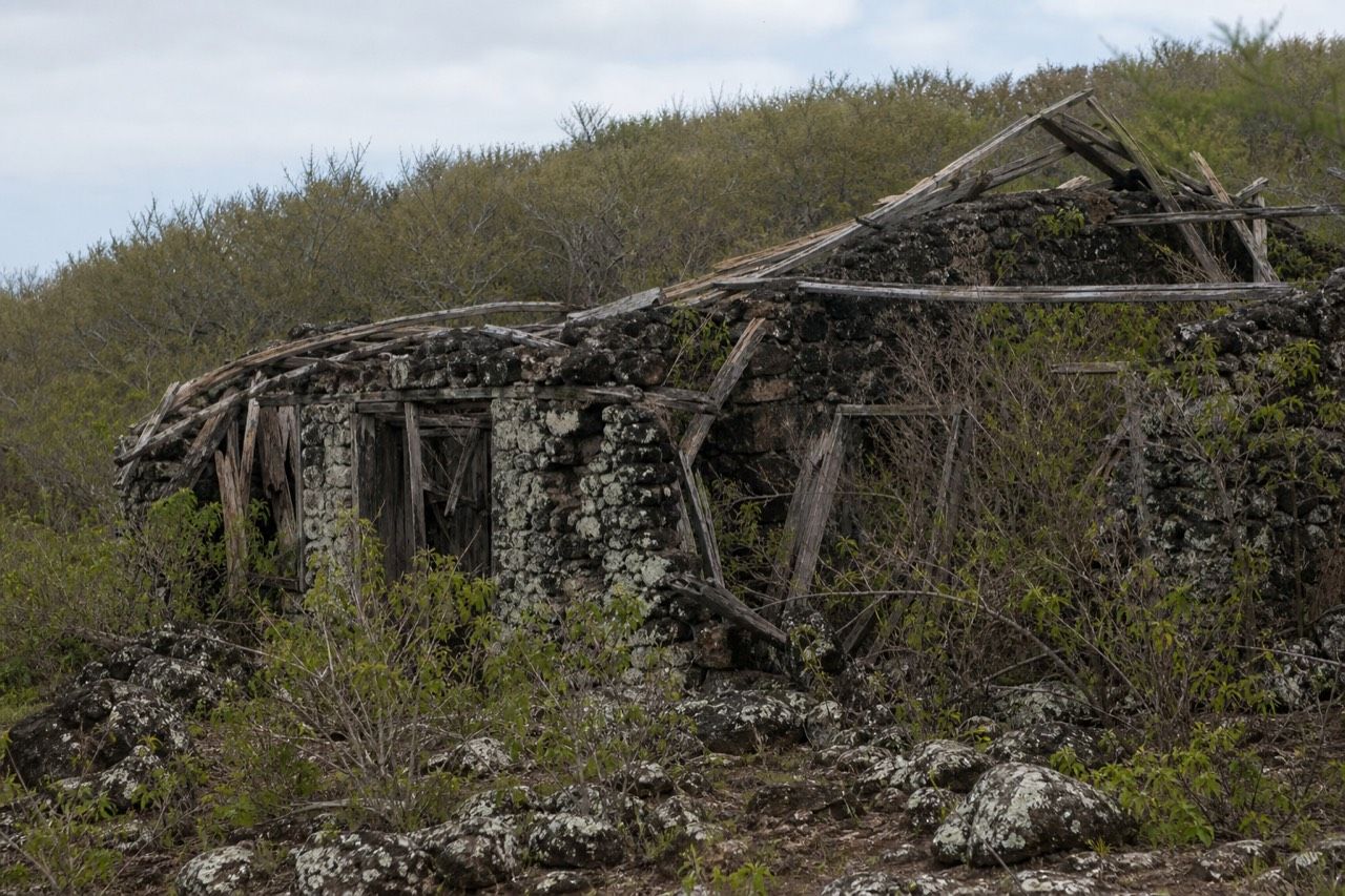 Black lava shoreline and dry scrub on Floreana Island in the Galapagos under a flat grey sky