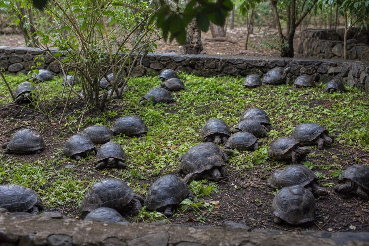 Adult Galapagos giant tortoise in wet highland grass on Santa Cruz with mist behind it