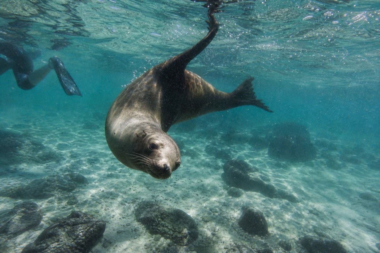 Young Galapagos sea lion swimming upside down towards a snorkeller in clear shallow water over volcanic rock