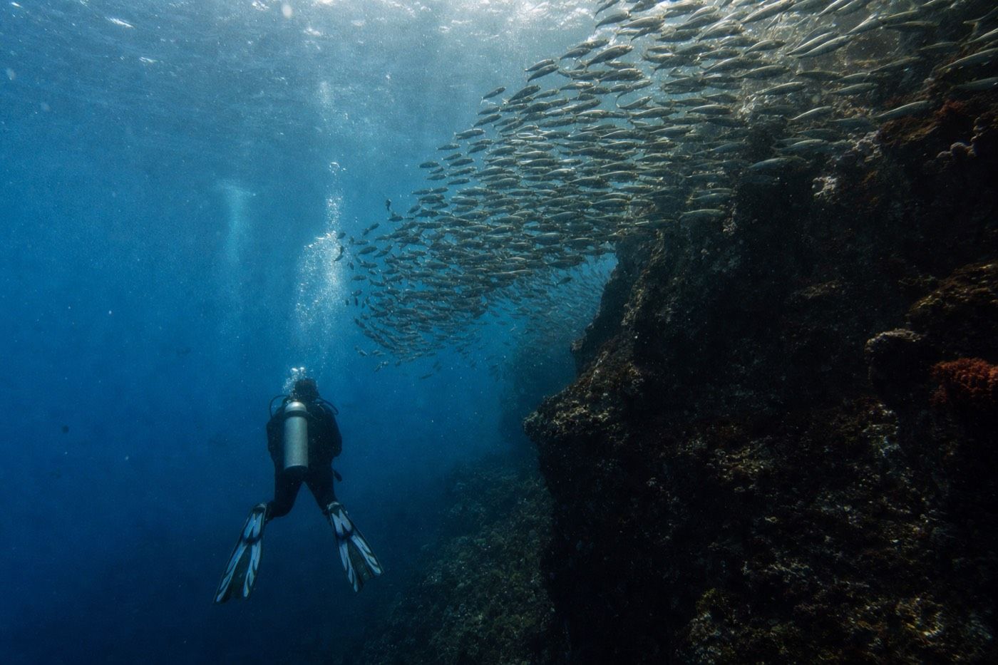 Scuba diver silhouetted in deep blue Galapagos water beneath a school of fish
