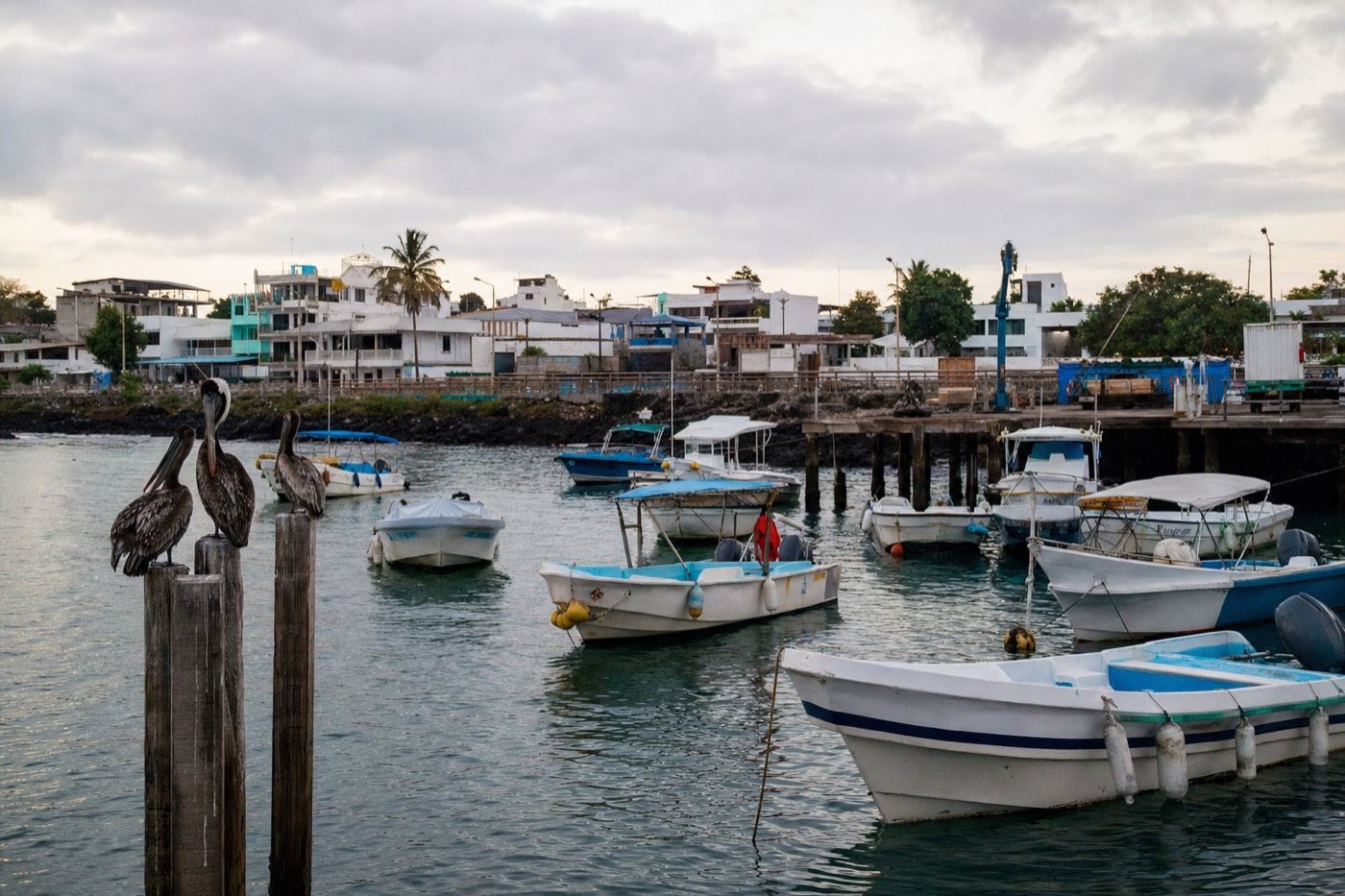 Tour and fishing boats moored off Puerto Ayora on Santa Cruz Island in the early morning