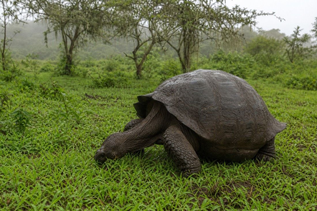 A Galapagos giant tortoise grazing in wet green highland grass in the Santa Cruz highlands