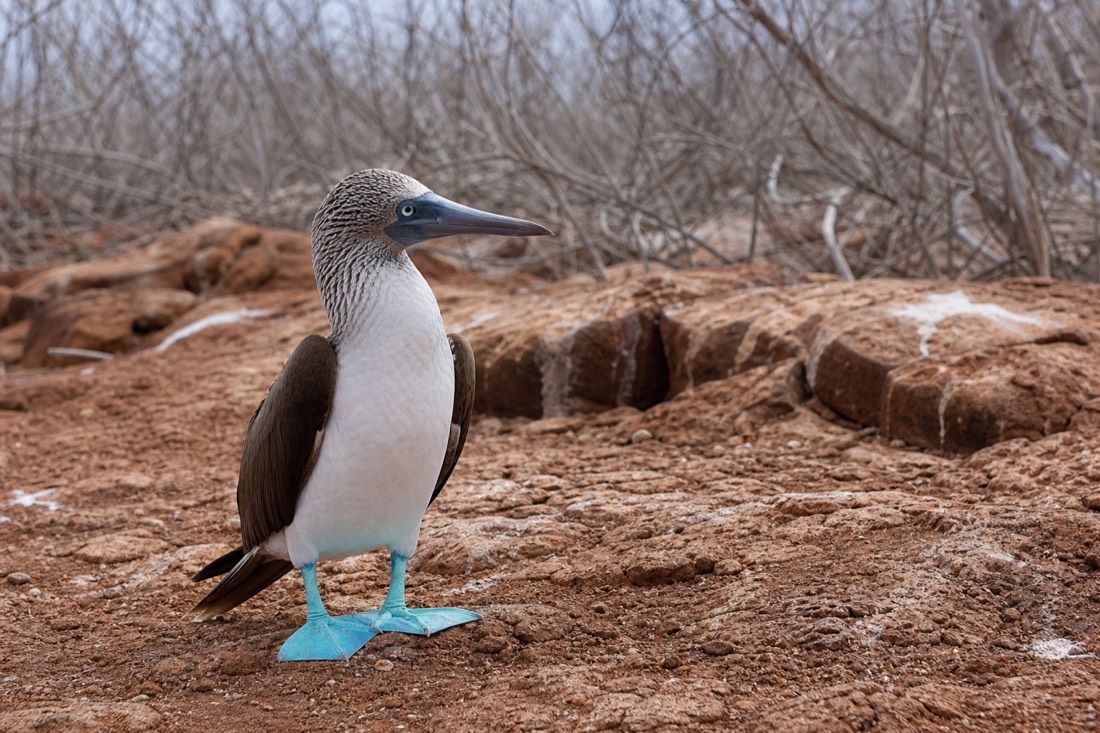 A blue-footed booby standing on dry volcanic ground with its bright blue feet visible