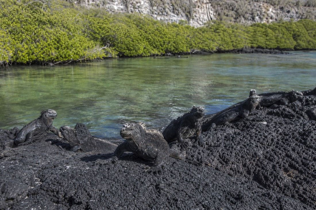 Marine iguanas basking on black volcanic rock beside a calm bay near Puerto Ayora