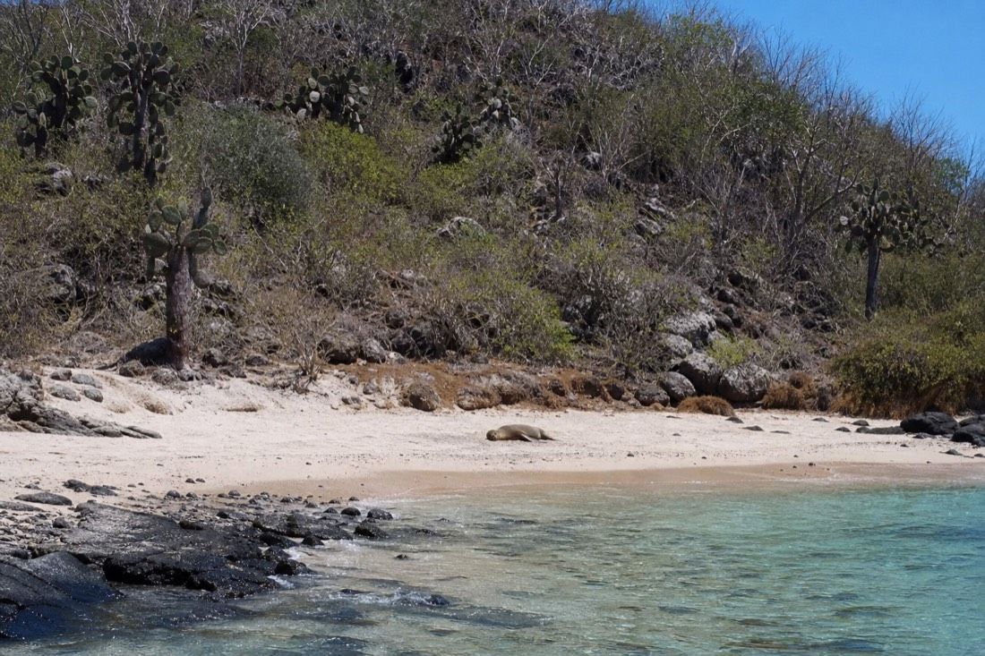 A quiet pale sand cove on Santa Fe Island with tree-sized prickly pear cactus behind