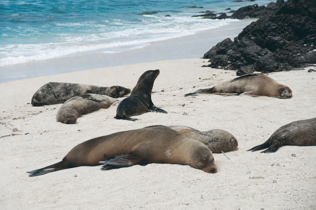 Galapagos sea lions asleep on a white sand beach with turquoise surf behind