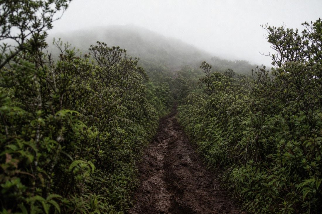 Muddy hiking trail climbing through green scrub towards the Sierra Negra crater rim