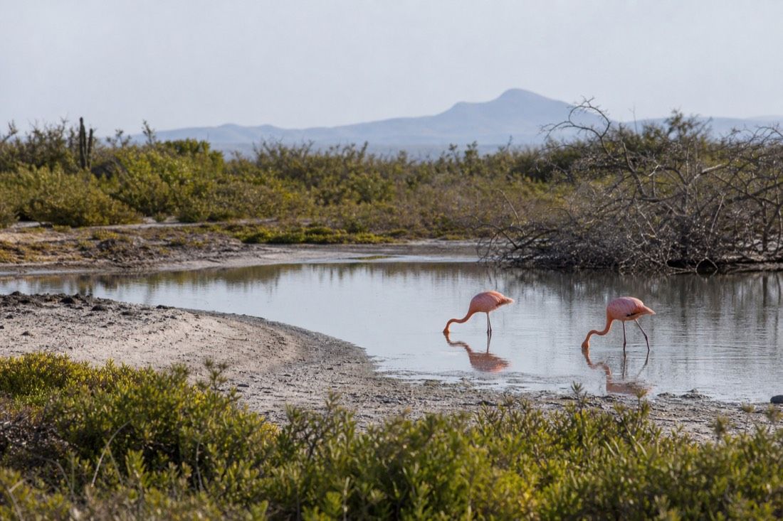Flamingos feeding in a shallow brackish lagoon behind the beach at Puerto Villamil, Isabela